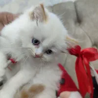 پرشین کت|گربه|گرگان, |دیوار