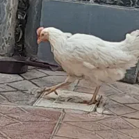 مرغ ماشینی|حیوانات مزرعه|نظرآباد, نظرآباد|دیوار