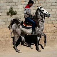 مادیون|اسب و تجهیزات اسب‌سواری|خمینی‌شهر, |دیوار