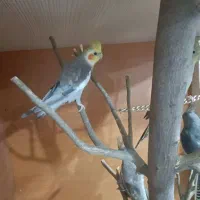 عروس هلندی|پرنده|گرگان, |دیوار