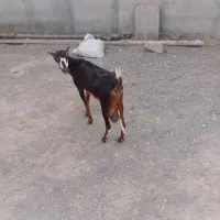 فروش دام