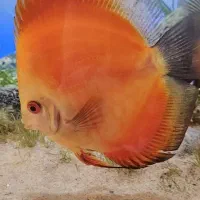 دیسکس|ماهی|تهران, حبیب الله|دیوار