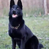 سگ ژرمن بلک گم شده
