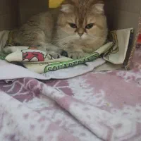 گربه اسکاتیش دبل فواد حرفه ای