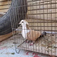 ماده زرد سرسفیدعتیقه|پرنده|رفسنجان, |دیوار