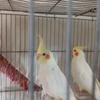 فروش دو دستگاه عروس