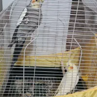 2جفت عروس هلندی سخنگو ومولد