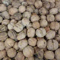 گردو|خوردنی و آشامیدنی|قم, چهل اختران|دیوار