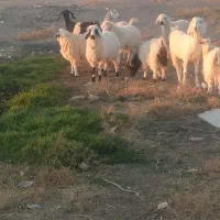 تعدادی بز شیری وزاییده و بره شیر به فروش می رسد