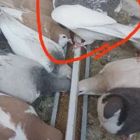 کفتر|پرنده|سبزوار, امیر کبیر|دیوار