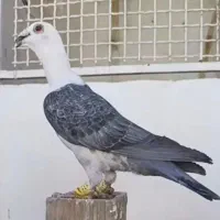 سینه ای بخونید