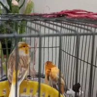 فروش جفت قناری نر و ماده
