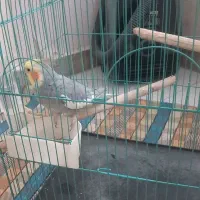 عروس هلندی سخنگو