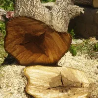 خرید و فروش و برش انواع چوب تر  و خشک|خدمات باغبانی و درختکاری|بوکان, |دیوار