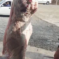 قصابی گوساله سبک وگوسفند روز پنجشنبه وجمعه