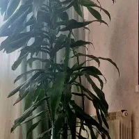 گل بسیار زیبا وسالم