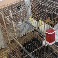 یک جفت عروس سالم با قفس ولوازم