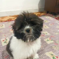 فروش توله سگ شیتزو