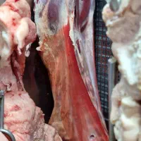 کارگر قصابی