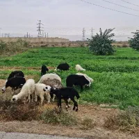 فروش چند راس گوسفند با بره|حیوانات مزرعه|اهواز, شهرک اندیشه|دیوار