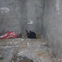 خرگوش با ۴ عدد بچه خرگوش