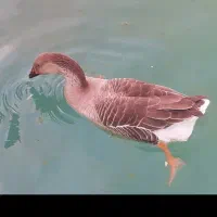 فروش و معاوضه مغازه در بهترین نقطه دهکده گل|فروش مغازه و غرفه|مشهد, شهرک صنعتی توس|دیوار
