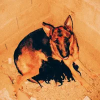 شپرز اصیل توله|سگ|کرمانشاه, |دیوار