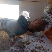 کفتر گم شده