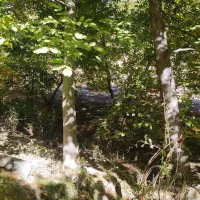 آگهی فروش ملک کشاورزی|فروش زمین و ملک کلنگی|بیلوار, |دیوار