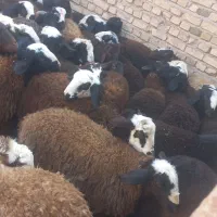 فروش ۳۰عدد بره نر اصیل شال جنس