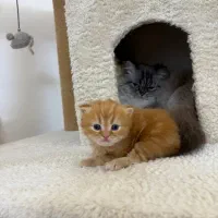 بچه گربه بریتیش ناز و آروم|گربه|تهران, نیاوران|دیوار