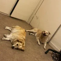 واگذاری رایگان سگ آگهی رونخونی جواب نمیگیری|سگ|تبریز, |دیوار