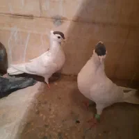 کبوتر نر و ماده کتبسر|پرنده|خرمآباد, |دیوار