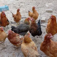 مرغ محلی جوان تخم گذار|حیوانات مزرعه|شیروان (خراسان), |دیوار