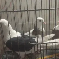 فروش 2عدد نرطوق ویه نرپشت سیاه کفتر|پرنده|بیرجند, |دیوار