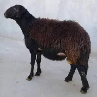 فروش گوسفند پرواری