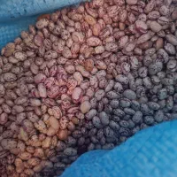 لوبیا|خوردنی و آشامیدنی|مهربان, |دیوار