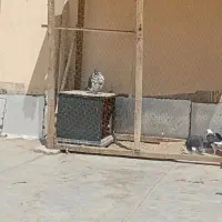 5عدد کفتر  خوب