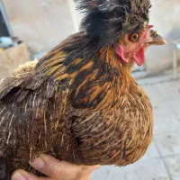 فروش خروس ریشو و نیمچه مرغ پاپر و مرغ محلی|حیوانات مزرعه|شیراز, تندگویان|دیوار