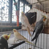 5 عدد عروس هلندی همراه با قفس ولانه