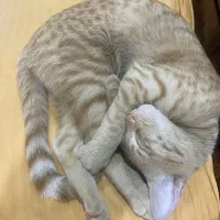 واگذاری رایگان گربه نارنجی DSH شیطون و مهربون|گربه|کرج, فاز ۲ مهرشهر|دیوار