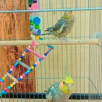یک جفت عروس هلندی با قفس 2500