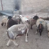 فروش 12راس شیشک داشتی/بره ماده داشتی|حیوانات مزرعه|شیراز, کوشک بیدک|دیوار