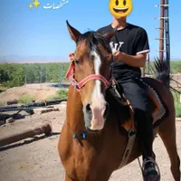 اسب|اسب و تجهیزات اسب‌سواری|مشهد, وکیل‌آباد|دیوار