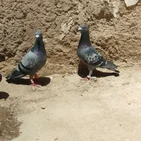 کبوتر|پرنده|درودزن, |دیوار