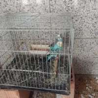 مرغ عشق معاوضه با کفتر نر