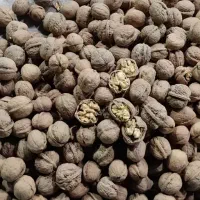 فروش گردو  و بادام خ رید
