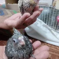 پرنده|پرنده|خان ببین, |دیوار