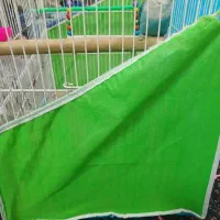 پرنده برزیلی|پرنده|مشهد, امام خمینی|دیوار