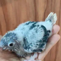 گرینچیک سرلاکی